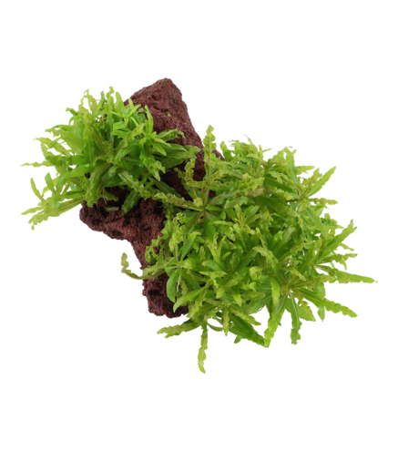 Pogostemon helferi sur roche de lave