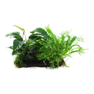 Microsorum et Anubias 'Duet' sur racine Microsorum et Anubias 'Duet' sur racine