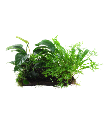 Microsorum et Anubias 'Duet' sur racine 