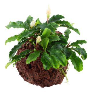 Bucephalandra 'Wavy Green' sur roche Bucephalandra 'Wavy Green' sur roche