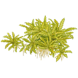 Pogostemon helferi sur roche de lave