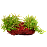 Pogostemon helferi sur roche de lave