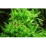Pogostemon helferi sur roche de lave