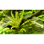 Pogostemon helferi sur roche de lave