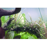 Hygrophila pinnatifida in vitro