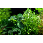 Microsorum et Anubias 'Duet' sur racine 