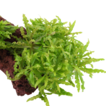 Pogostemon helferi sur roche de lave