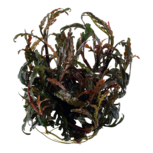 Hygrophila pinnatifida in vitro