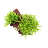 Pogostemon helferi sur roche de lave