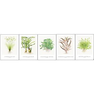 Tropica Art Lot de 5 cartes 13x18cm (selection Cyperus)