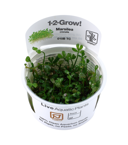 Marsilea crenata 1-2-Grow !