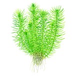 Pogostemon deccanensis in vitro