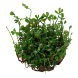 Marsilea crenata in vitro