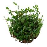 Marsilea crenata 1-2-Grow !