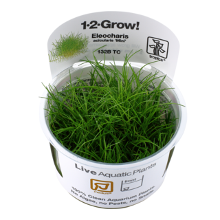 Eleocharis acicularis 'Mini' 1-2-Grow ! Eleocharis acicularis 'Mini' 1-2-Grow !