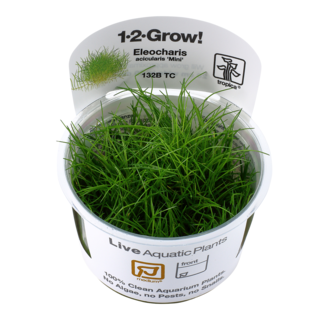 Eleocharis acicularis 'Mini' 1-2-Grow !