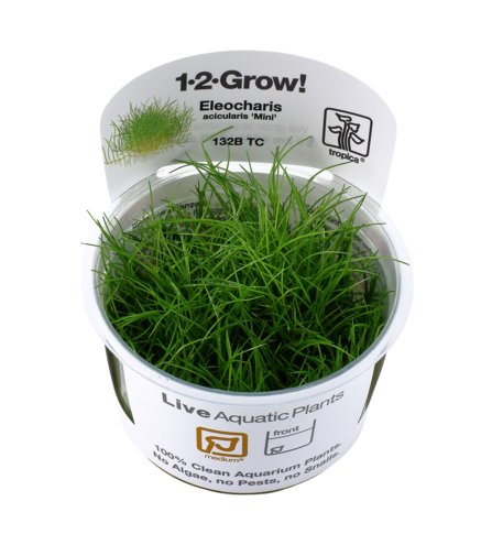 Eleocharis pusilla 'Mini'  in vitro
