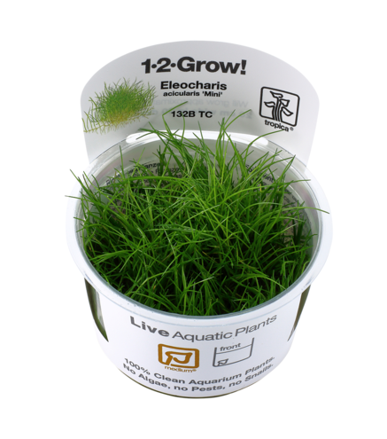 Eleocharis acicularis 'Mini' 1-2-Grow !