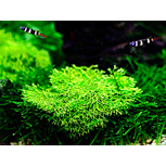 Riccia fluitans  in vitro