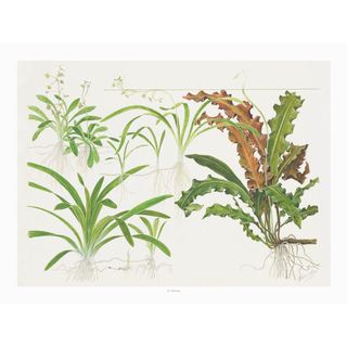 Tropica Art Poster Sagittaria 40x30cm