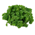 Salvinia minima in vitro