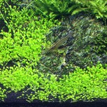 Elatine hydropiper in vitro