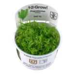 Pogostemon deccanensis in vitro