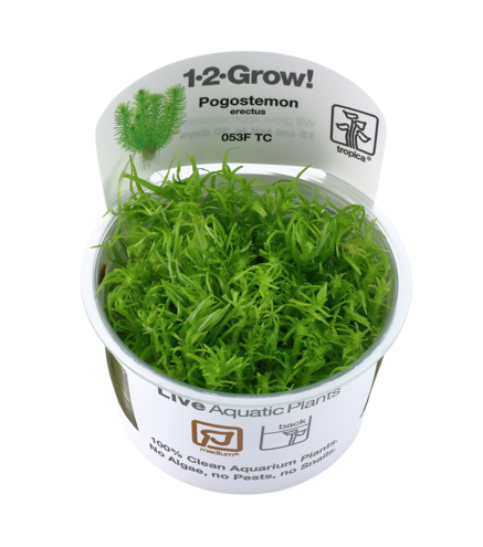 Pogostemon deccanensis in vitro