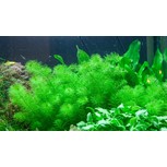 Myriophyllum ’Guyana’ in vitro