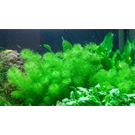 Myriophyllum ’Guyana’ 1-2-grow !