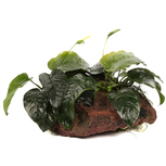 Anubias barteri XL Sur roche de lave