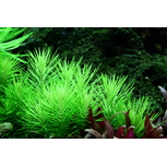 Pogostemon deccanensis in vitro
