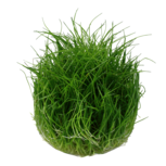 Eleocharis pusilla 'Mini'  in vitro