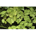 Salvinia minima in vitro