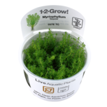 Myriophyllum ’Guyana’ in vitro