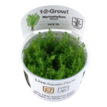 Myriophyllum ’Guyana’ 1-2-grow !