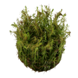 Rotala wallichii in vitro