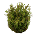 Rotala wallichii 1-2-Grow !