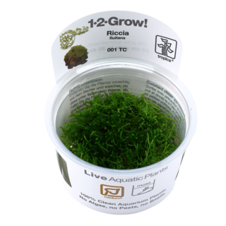 Riccia fluitans 1-2-Grow !