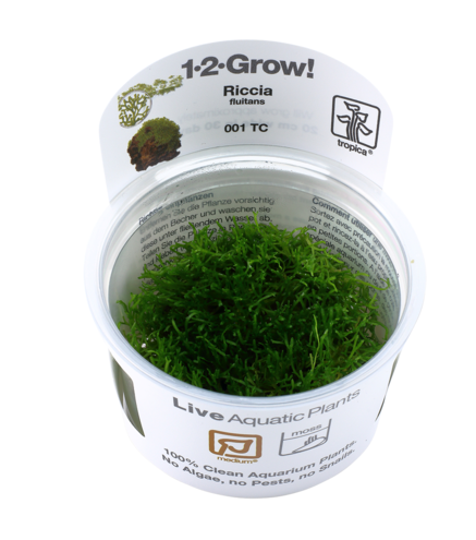 Riccia fluitans 1-2-Grow !