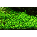 Marsilea crenata in vitro