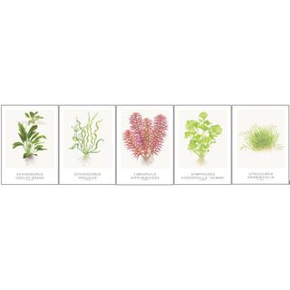 Tropica Art Lot de 5 cartes 13x18cm (selection Echinodorus)