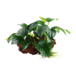 Anubias barteri XL Sur roche de lave