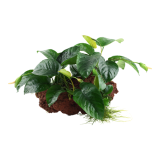 Anubias barteri XL Sur roche de lave