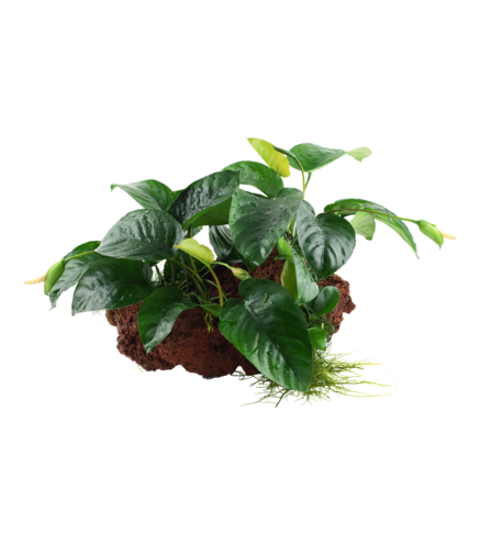 Anubias barteri XL Sur roche de lave