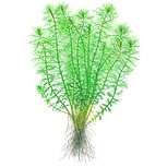 Myriophyllum ’Guyana’ in vitro