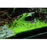 Elatine hydropiper in vitro