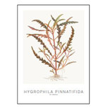 Tropica Art Lot de 5 cartes 13x18cm (selection Cyperus)