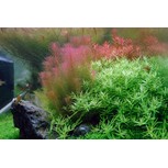 Rotala wallichii in vitro