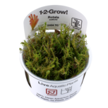 Rotala wallichii in vitro